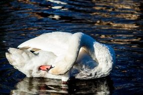 white swan on a brilliant pond