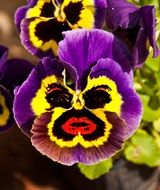 face on a violet flower