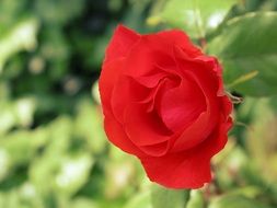 gentle red rose