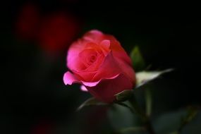 red half open rose flower in darkness