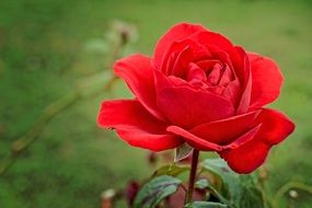 red rose on a background of nature
