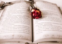 love story book and dry rose