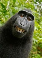 self-portrait of a crested macaque