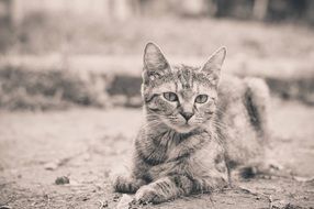 cat laying down on ground looking straight