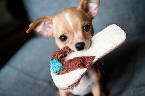 chihuahua puppy with slippers