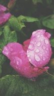 pink rose in drops of water close up