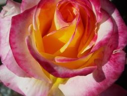 pink yellow rose for romance