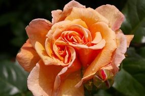 Orange rose in full blossom