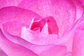 Rose petals close-up