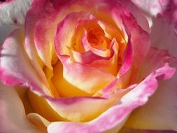 white and pink rose in bloom