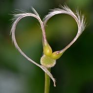 macro photo of plant in a shape of heart