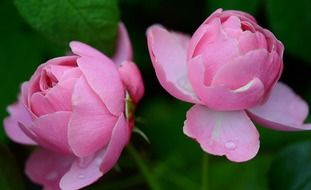 pink roses in the garden