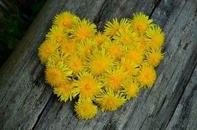 heart form bouquet of dandelions at wooden surface