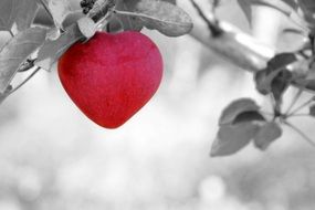 red heart form apple on greyscale branch