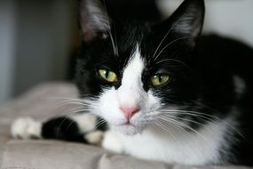 black and white cat with bright eyes