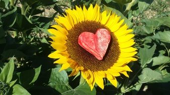 paper heart on sunflower