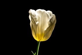 lightened white tulip on black