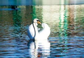 swan on the pond
