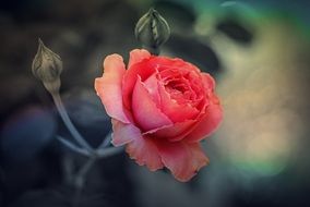 beauty red rose