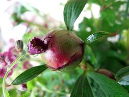 closed round peony bud
