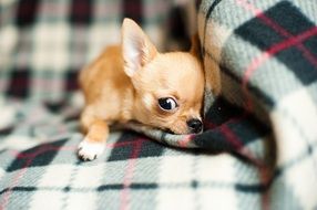 chihuahua puppy on the blanket