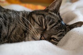 Gray satisfied cat on a fluffy plaid