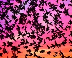 lot of birds at colorful sunset sky