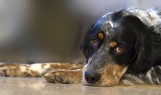 pensive black and white dog closeup
