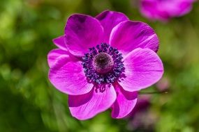Bright purple flower on a blurred background of nature