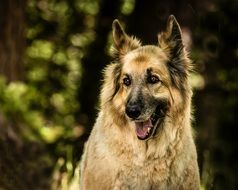 cute shepherd mix dog