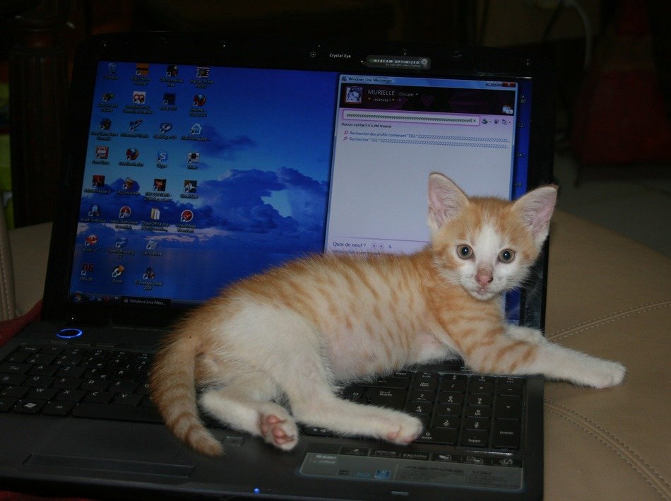 Kitten on the computer