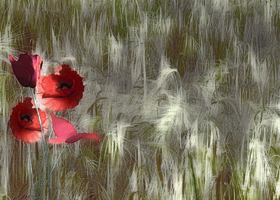 poppy in corn field drawing