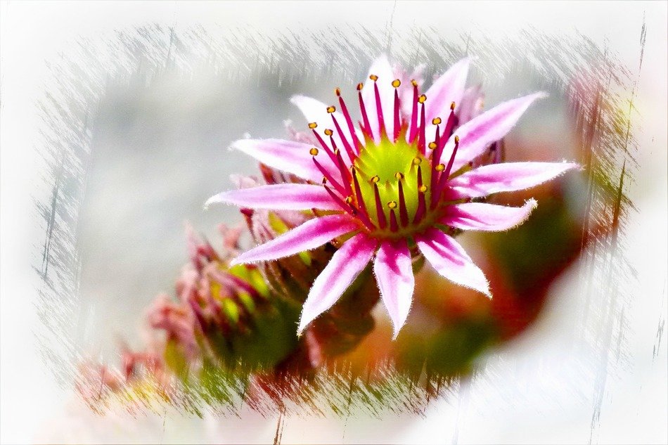 Drawing of the pink flower clipart