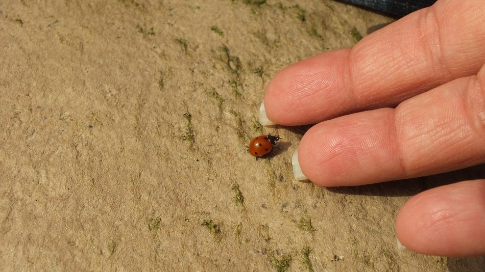 ledybug hand insect