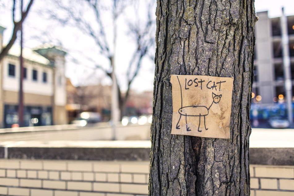 lost cat sign on tree