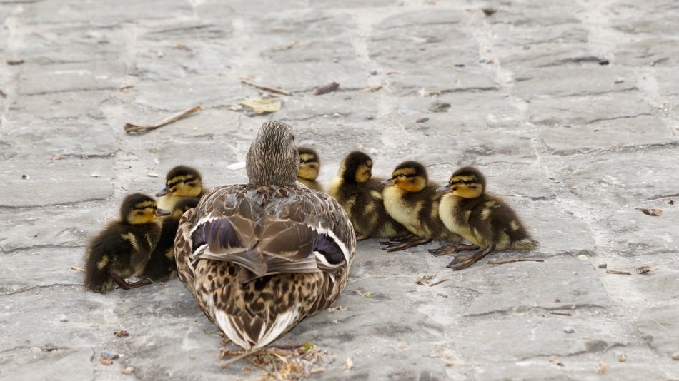 duck with ducklings on the pavement