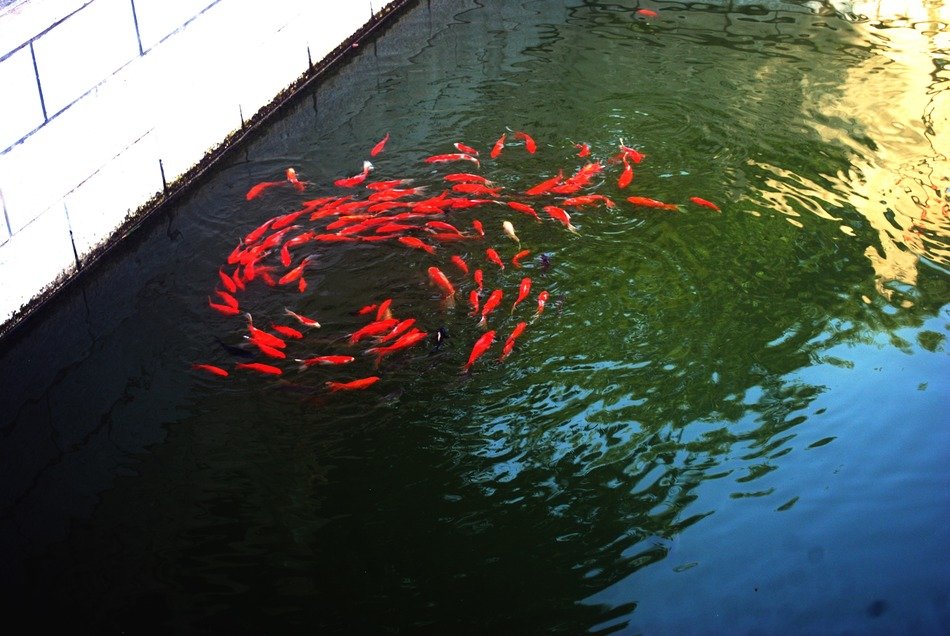 Goldfishes in the water