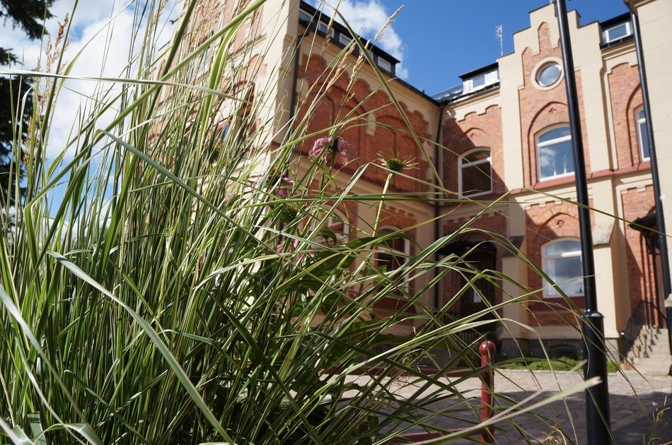 grass in the school yard