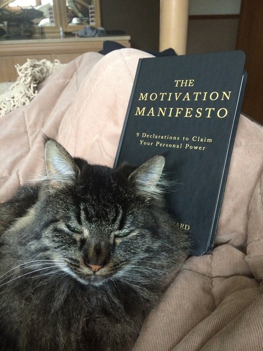 cat next to a book on the couch