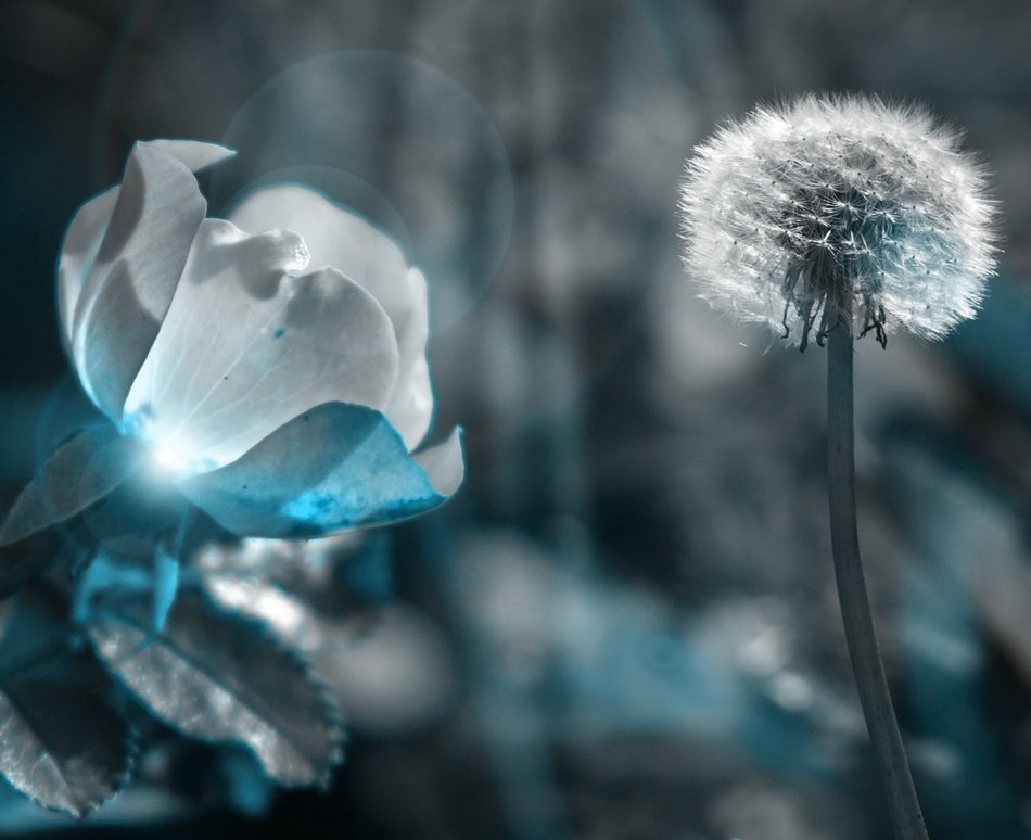 grey and blue picture of flowers