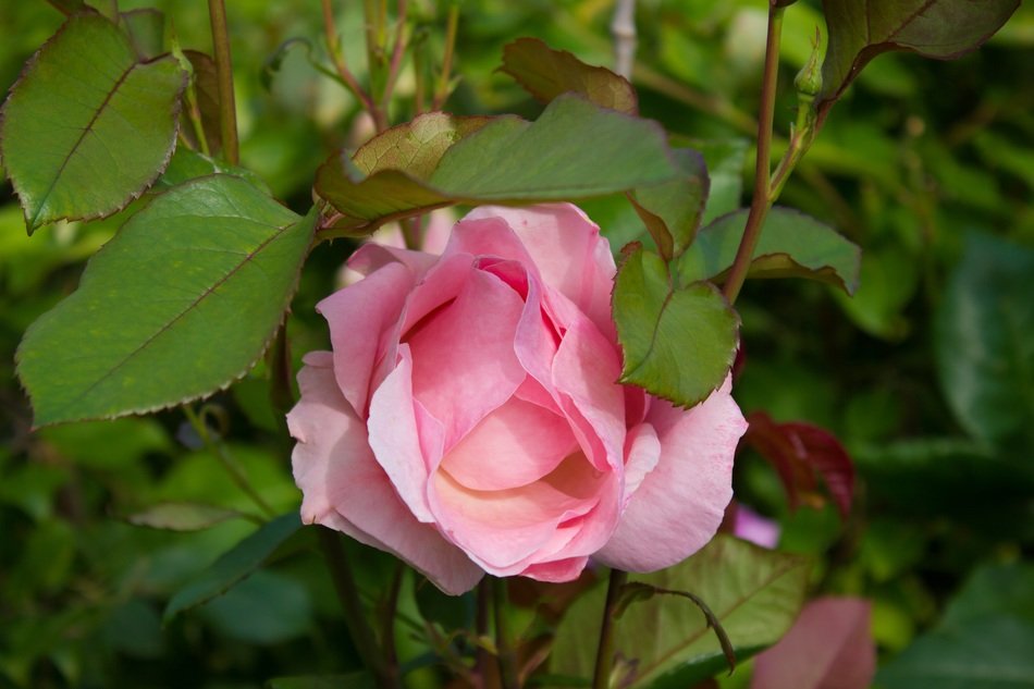 flower pink rose