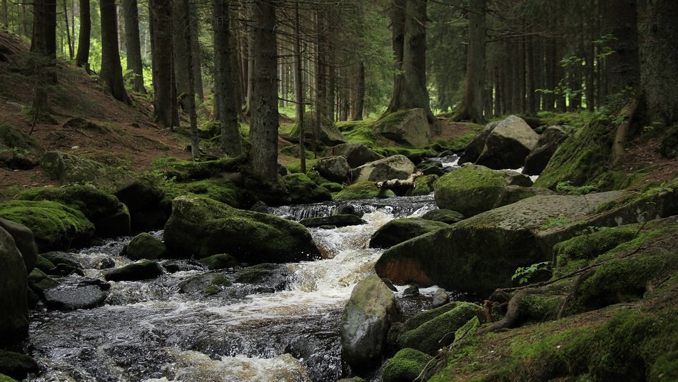 speed forest stream