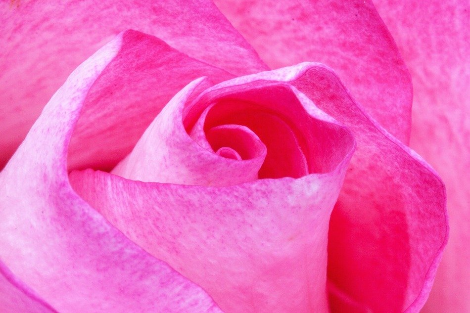 twisted pink petals close-up