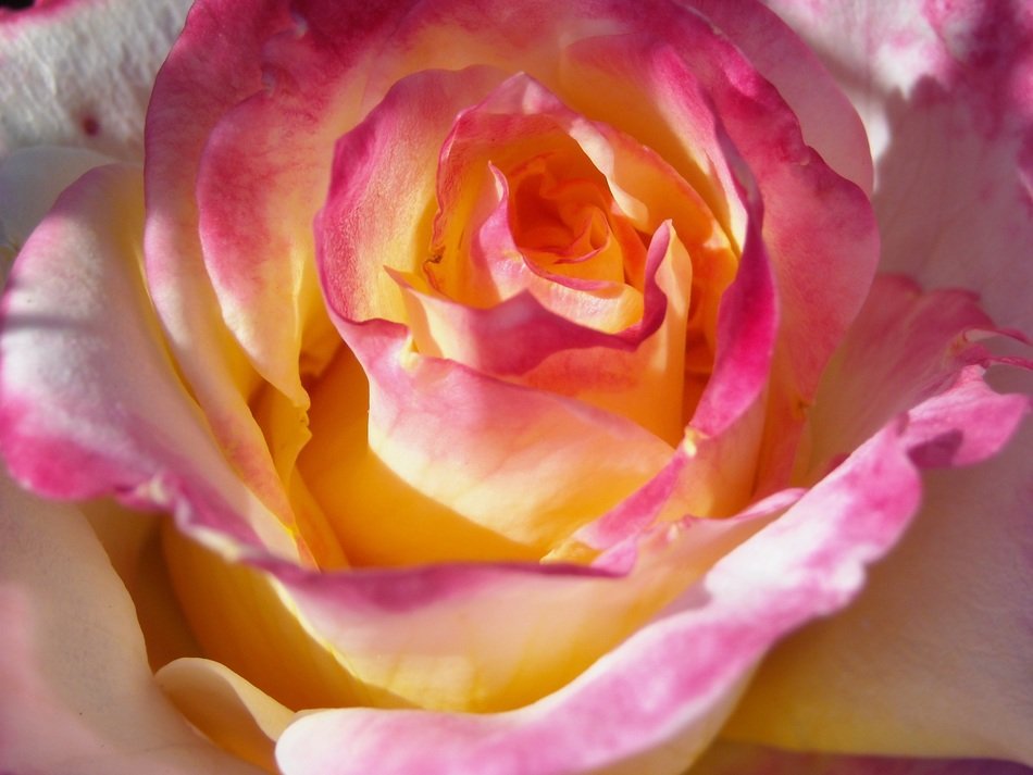 white and pink rose in bloom