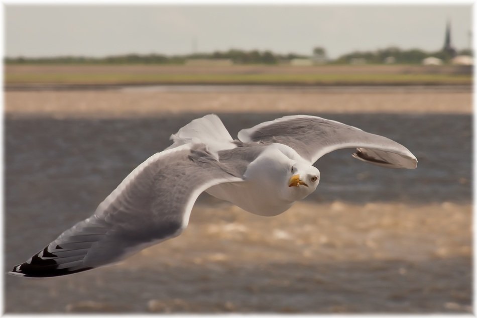 seagull in flight over the baltic sea