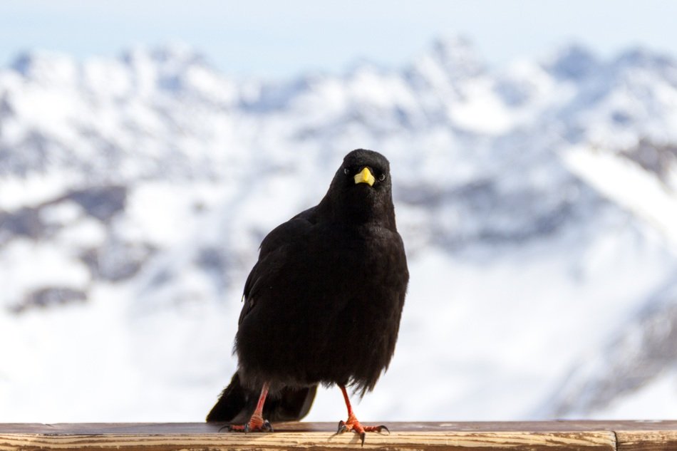 raven bird on wooden bar, snowy mountain background