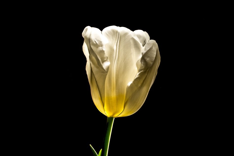 lightened white tulip on black