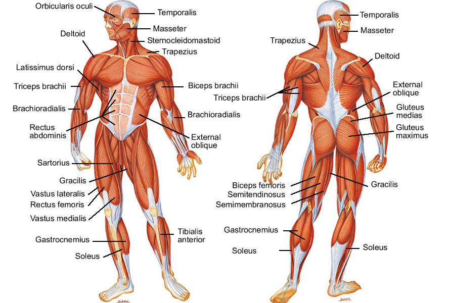 Muscle Diagram Of Human Body Free Image