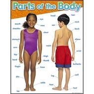 Boy Body Parts N2