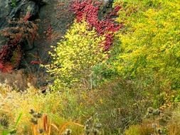Fall forest photo